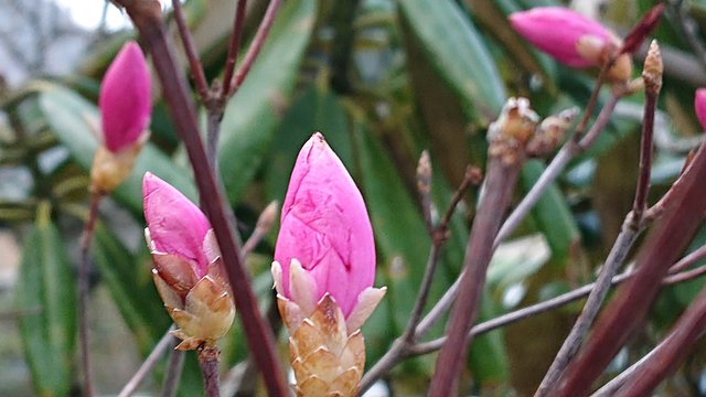 635�� �t���Ăԓ����̍ՓT�u�퐶�Ձv�ւ̂��ē� 01_�A�J���V�I�Q