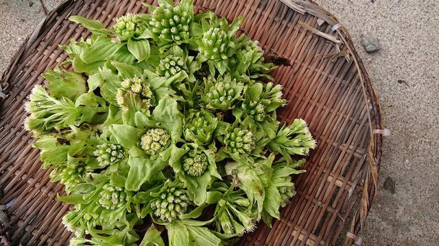 636�� �t�̎R�؂ƒ��̉ԁX 01_�͌��̓y��̃t�L�m�g�E