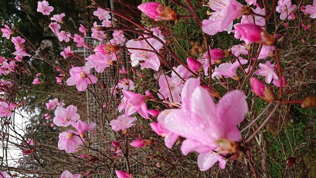 636�� �t�̎R�؂ƒ��̉ԁX 02_�������炫�̃A�J���V�I