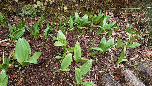 636�� �t�̎R�؂ƒ��̉ԁX 04_�s�҃j���j�N�̐V��