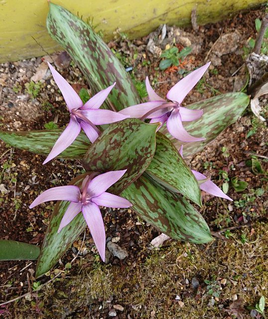 636�� �t�̎R�؂ƒ��̉ԁX 05_�J�^�N���̉ԏォ��