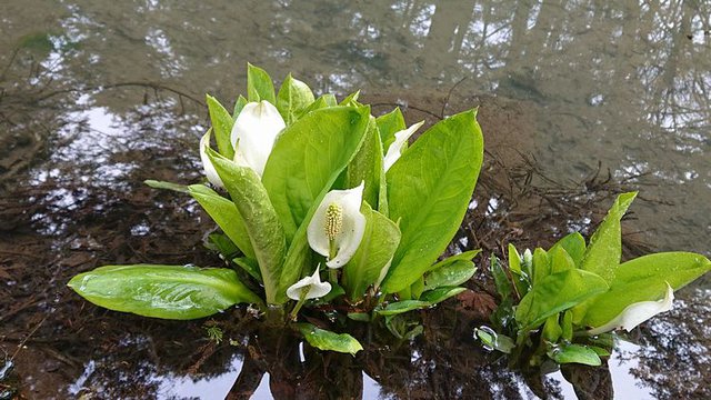 636�� �t�̎R�؂ƒ��̉ԁX 06_�R���̒r�̃~�Y�o�V���E