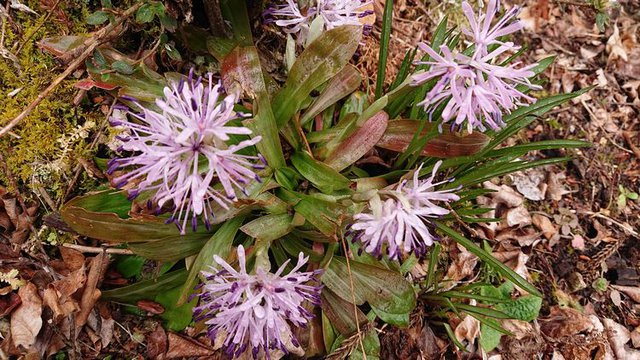 636�� �t�̎R�؂ƒ��̉ԁX 08_�V���E�W���E�o�J�}