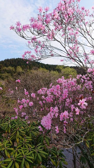 637�� ��������V�͂��܂��Ă��܂� 02_�R�̐V�΂Ɩ��J�̃A�J���V�I