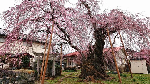 637�� ��������V�͂��܂��Ă��܂� 03_�����̊ݖ�Ƃ̎}����