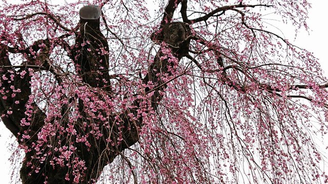 637�� ��������V�͂��܂��Ă��܂� 04_�����̋��󑠑��̎}����