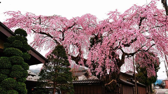 637�� ��������V�͂��܂��Ă��܂� 05_�����̍��c�Ƃ̎}�����i�C�g�U�N���j