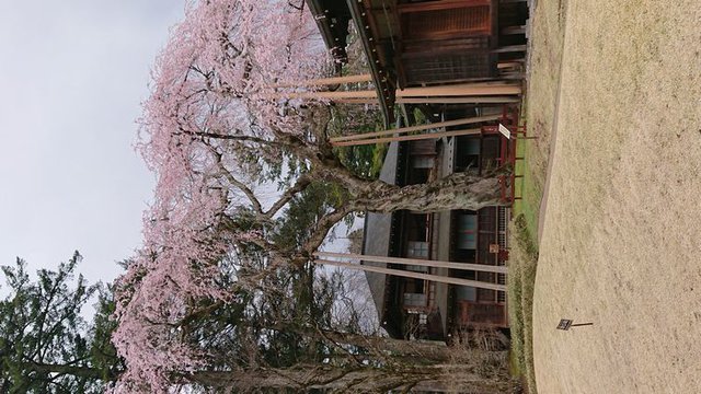 638�� �����J�ɓ�r�R�_�Ж퐶�Ձi�_�`����Ձj����͂��܂� 04_�c����p�@�̍�����400�N