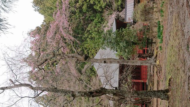 638�� �����J�ɓ�r�R�_�Ж퐶�Ձi�_�`����Ձj����͂��܂� 05_�߉ޓ��O�̍�