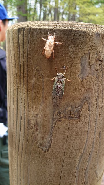 644�� ���������Ă̖K��Z�~�̐� 01_�G�]�n���Z�~�̉H���O������ɂ�