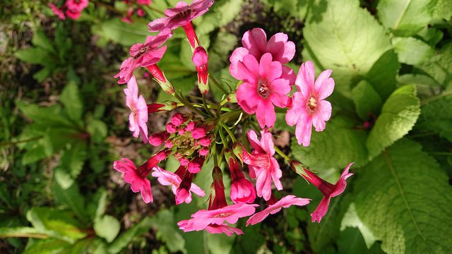 644�� ���������Ă̖K��Z�~�̐� 02_�N�����\�E�J��