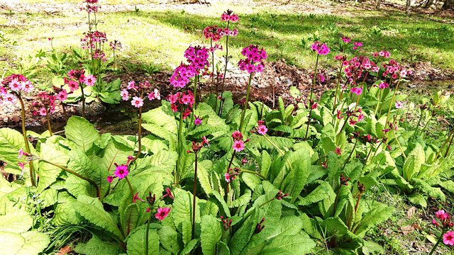 644�� ���������Ă̖K��Z�~�̐� 05_�炫�n�߂����������̃N�����\�E