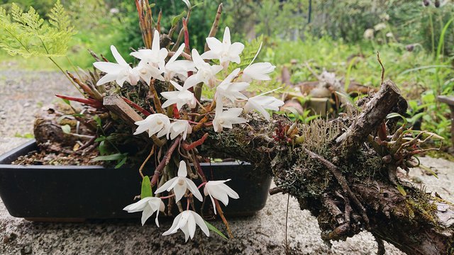 644�� ���������Ă̖K��Z�~�̐� 06_�Ν�_b2312