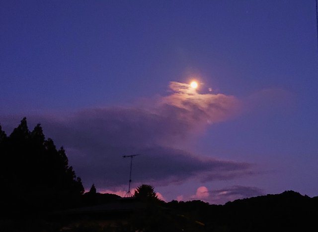 644�� ���������Ă̖K��Z�~�̐� 04_����19�F19