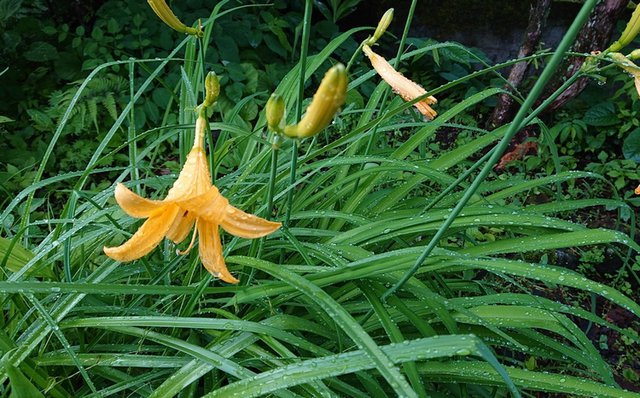 645�� ���Ẳ��������R�̂���� 01_�j�b�R�E�L�X�Q�J��