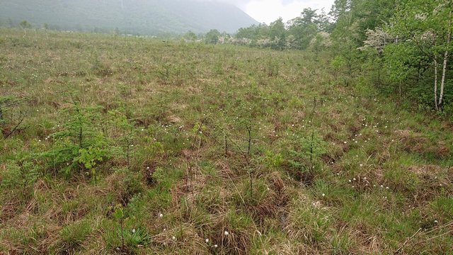 645�� ���Ẳ��������R�̂���� 03_���^�X�Q�̕��