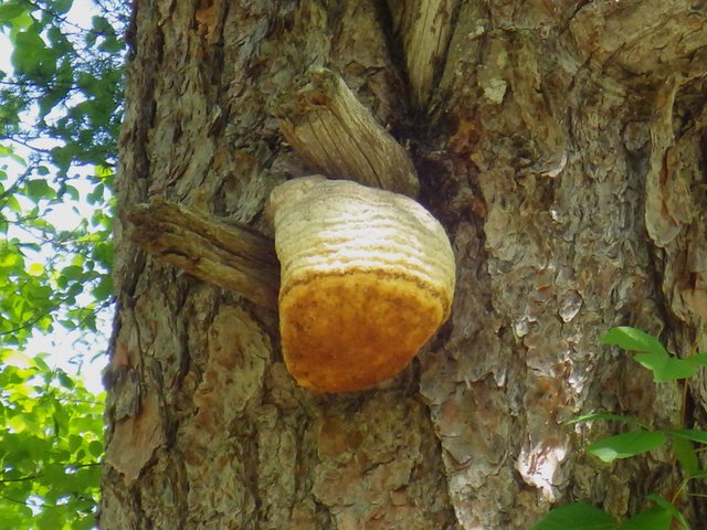 646�� �������͔~�J�̂Ȃ��u�₩�ȉ� 01_�G�u���R���