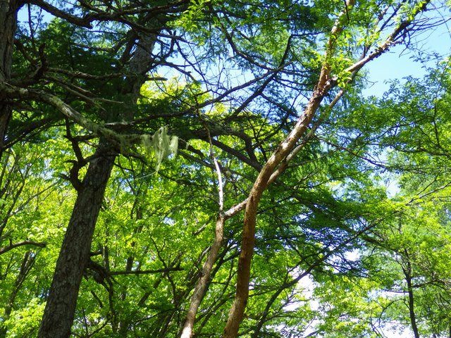 646�� �������͔~�J�̂Ȃ��u�₩�ȉ� 02_�T���I�K�Z�ƃT���H�Q�̐���