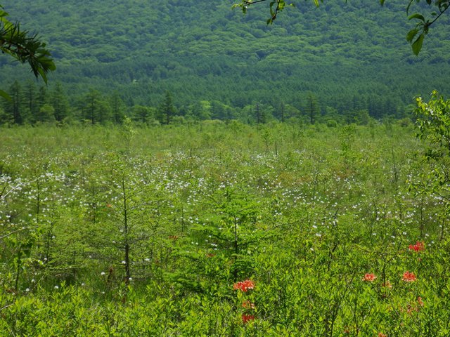 647�� �ʐ^�Ō����ꃖ���̍��� 03_���^�X�Q�ƃ����Q�c�c�W