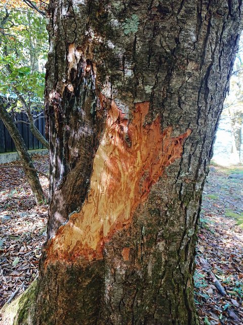 703�� �����R������ƐF�Z���Ȃ锪���o�� 07_���N���N�}�̐H�Q