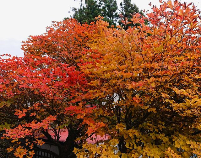 704�� �����A�R������Ǝ���ōg�t��� 02_�V�����V�I�̍g�t