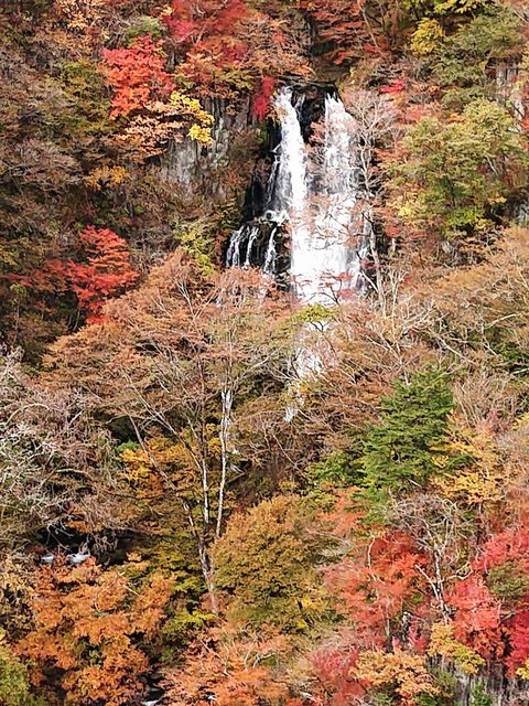 706�� �u���~�̑�v�g�t�����ƂȂ��Ă��܂��� 03_���~���i