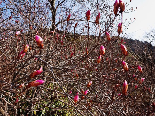 723�� �t�� ��ďt������ 02_�A�J���V�I�Q�c���