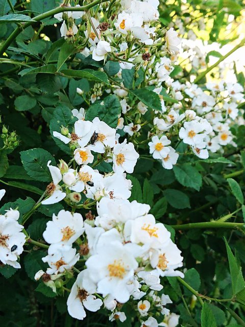 732�� �������̉ԏ�� 06_ �m�C�o��