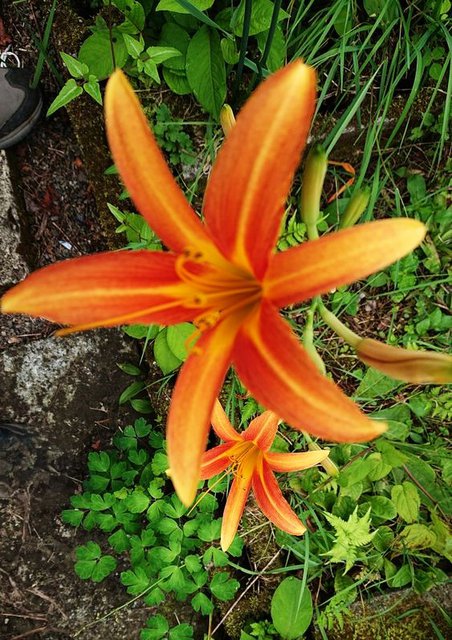 738�� �~���ƒ�̉ĉ� 03_�փ����J���X���